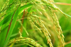 糧食重金屬檢測儀多少錢一臺？
